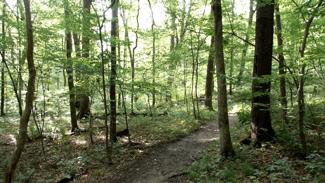 Walking Thru the Forest Steadicam