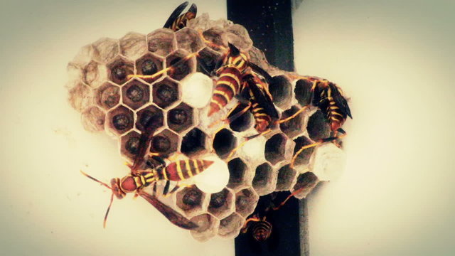 Wasp Nest Spray