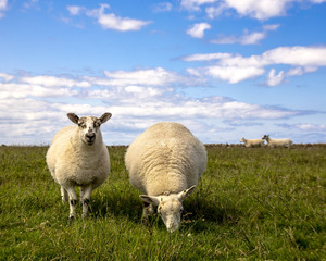 Obraz premium Full shot of two sheep in a beautiful green field with blue sky
