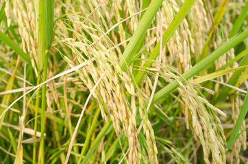Asian rice grow Paddy fields in thailand and blue sky is backgro