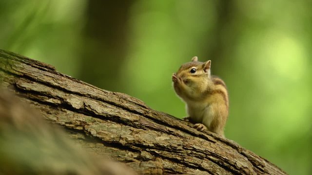 毛づくろいするエゾシマリス