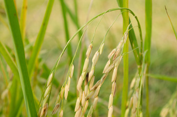 Asian rice grow Paddy fields in thailand and blue sky is backgro