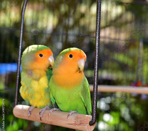 Beautiful Pet Lovebirds Stock Photo And Royalty Free Images