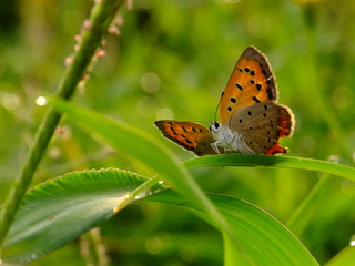 colorful wings in the sunlight #2