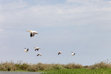 Pelican, Senegal