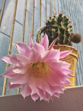 Cactus echinopsis oxygona with big pink flower