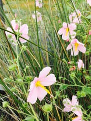 pink flowers in a marsh