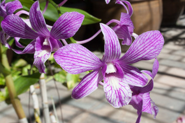 Orchid Flower