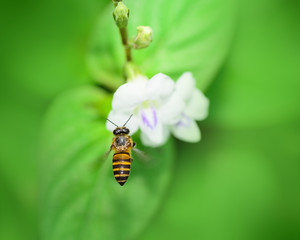 Bee flying in nature.