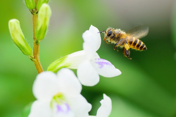Bee flying in nature.