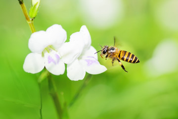 Bee flying in nature.