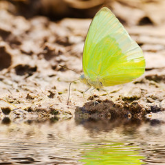Butterfly reflected in water.