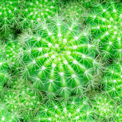 Close up cactus.