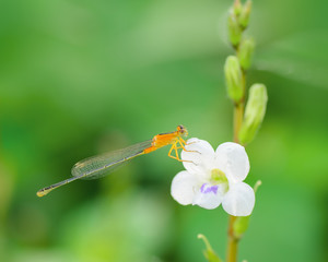 Dragonfly in nature.