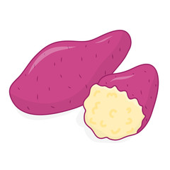sweet potato isolated illustration
