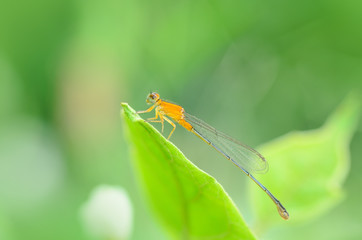 Dragonfly in nature.