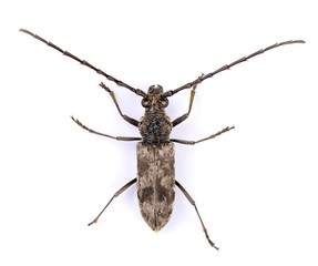Acanthocinus aedilis isolated on white background