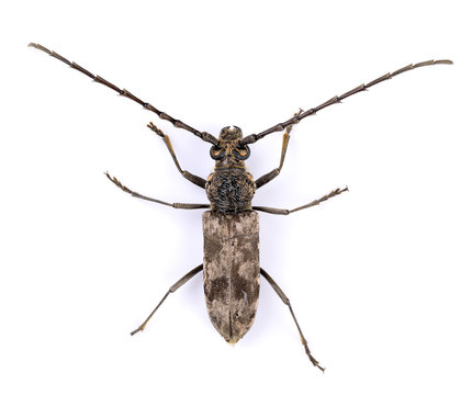 Acanthocinus aedilis isolated on white background