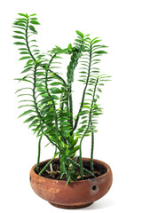 Pedilanthus Tithymaloides Nana or Green Devil's Backbone, herbal plant isolate on white background...
