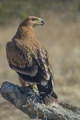 spanish imperial eagle aquila adalberti