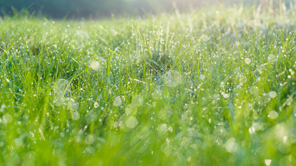 Morning meadow with dew