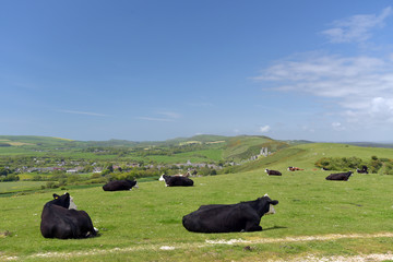 Cattle on footpath above Corfe Castle in Dorset