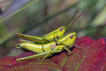 Female and male of a yellow grasshopper