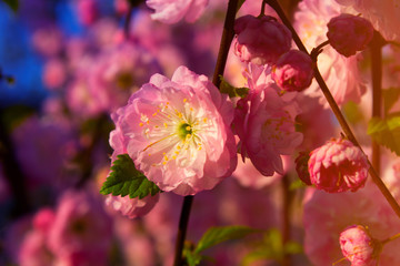 pink spring flowers