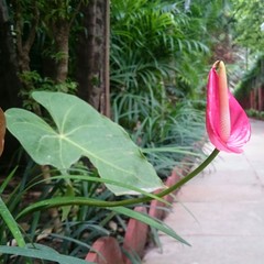 Obraz premium Anthurium view