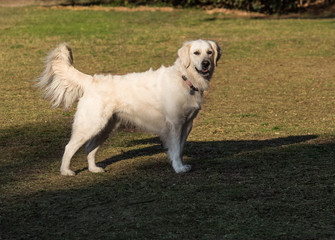 Purebred Golden Retriever pet dog