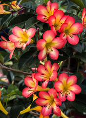 Rhododendron plant with flowers against green foliage