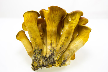 Omphalotus olearius