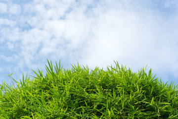 Fototapeta premium Green grass and sky