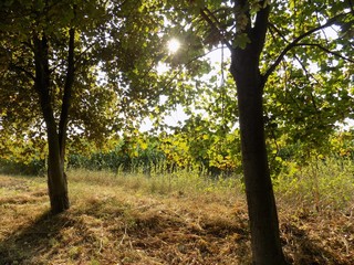 Naklejka premium Sun through maple trees