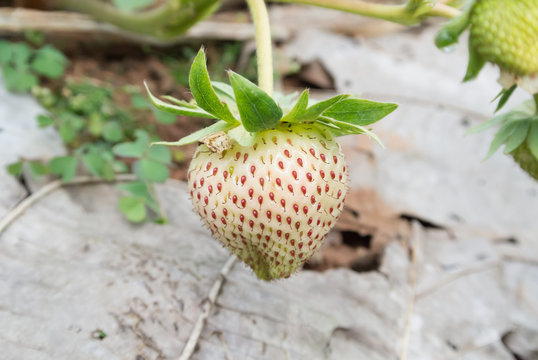 Strawberry in the garden