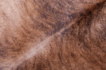 Brown textured cowhide