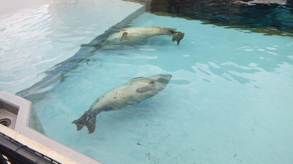 Obraz premium アザラシ