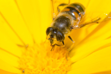 bumblebee color