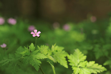 Geranium robertianum, commonly known as Herb Robert, Red Robin, Death come quickly, Storksbill,...