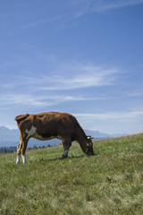 Krowa na górskim zboczu - obrazy, fototapety, plakaty