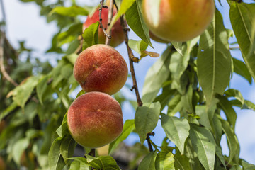 Weingartenpfirsiche am Baum