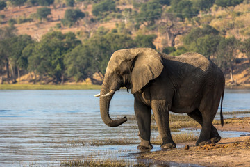 Elephant roaming around Chobe River in the Chobe National Park, Botswana, Africa