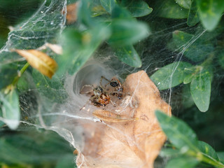 garden spider in cobweb close up