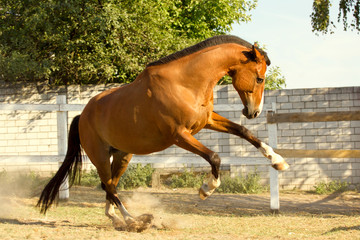 Frolicking horse