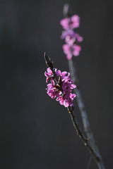 Mezereon - Daphne mezereum - with perfect macro details and blurred one in background
