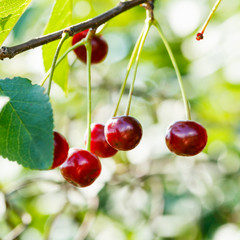 twig with several red cherry ripe fruits close up