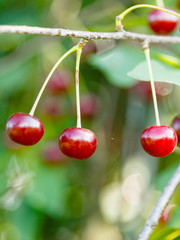 three red cherry close up on tree branch