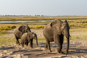 Fototapeta premium Beautiful wildlife at Chobe National Park, Botswana