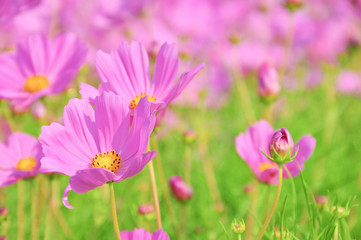 Obraz premium Pink cosmos field 