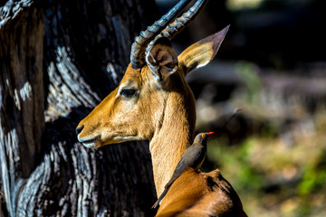 Beautiful wildlife at Chobe National Park, Botswana